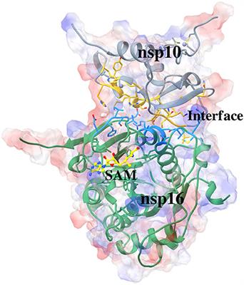 Computational Investigation of Structural Dynamics of SARS-CoV-2 Methyltransferase-Stimulatory Factor Heterodimer nsp16/nsp10 Bound to the Cofactor SAM